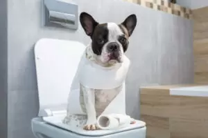Plumbing Tips for Pet Owners