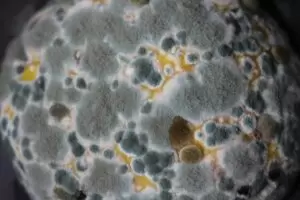 Signs of Household Mold Growth You Shouldn’t Ignore