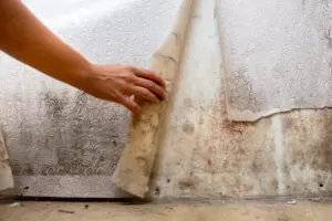 How to Prevent Mold Growth in Your Home
