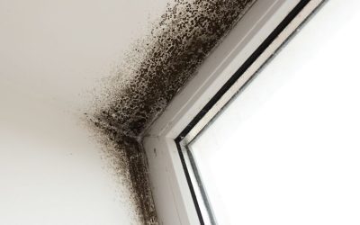 Signs of Household Mold Growth You Shouldn’t Ignore