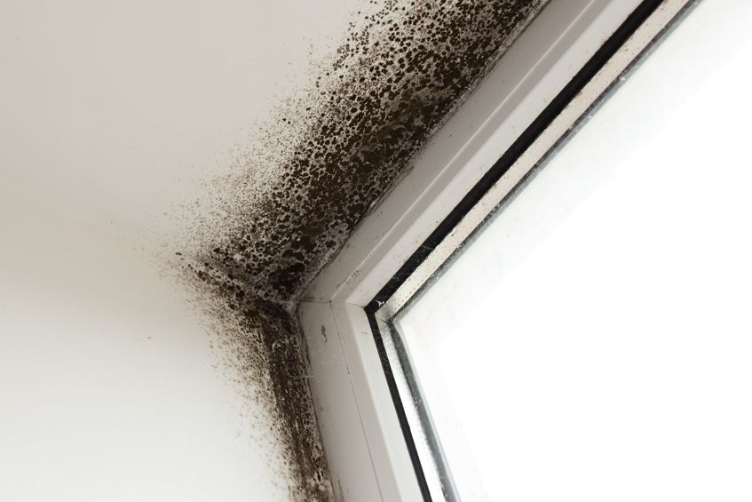Signs of Household Mold Growth You Shouldn’t Ignore